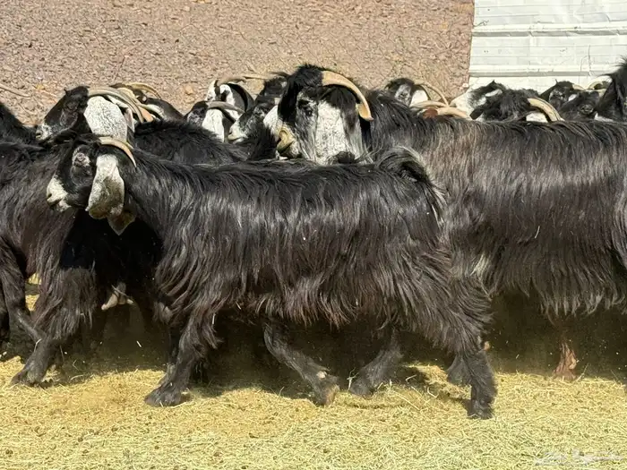 معزا عوارض 8