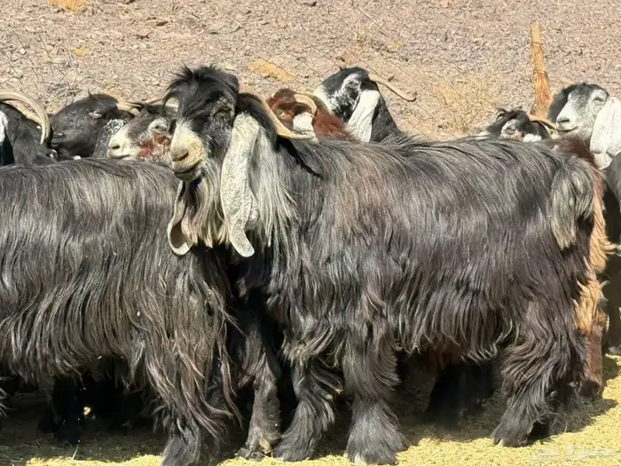 معزا عوارض 0