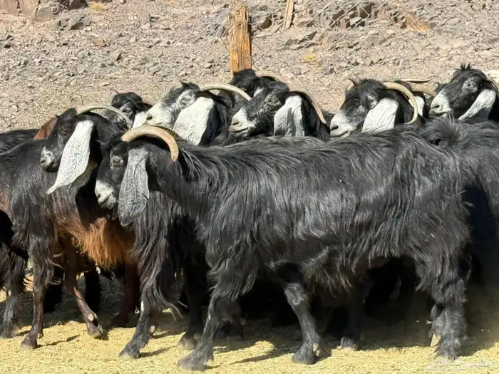 معزا عوارض 3