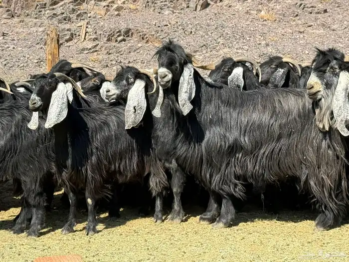 معزا عوارض 4