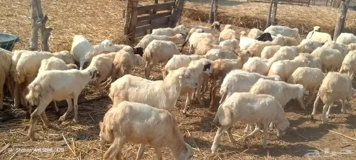 رخال رفيدي من 390 3