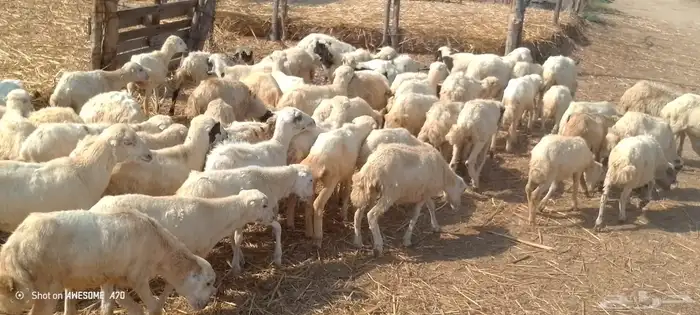 رخال رفيدي من 390 1