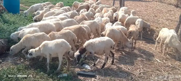 رخال رفيدي من 390 2