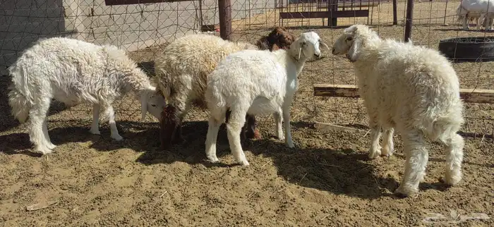 خرفان نعيم وحري 2