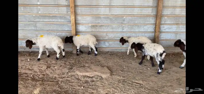 دواغير نعيم العدد 5 كلها رخال 3