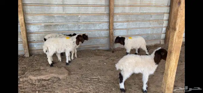 دواغير نعيم العدد 5 كلها رخال 2