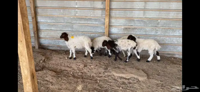 دواغير نعيم العدد 5 كلها رخال 0