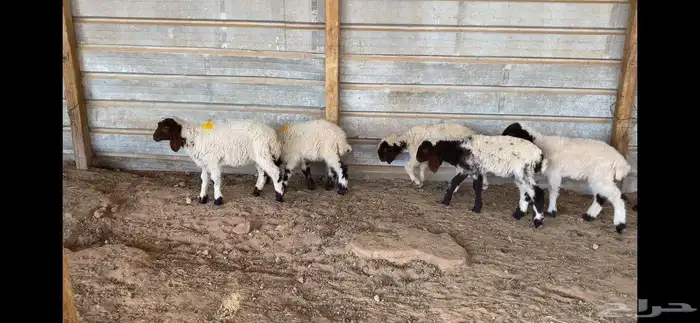 دواغير نعيم العدد 5 كلها رخال 5