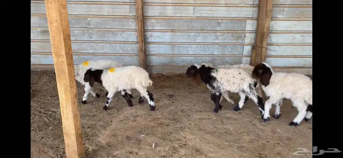 دواغير نعيم العدد 5 كلها رخال 1