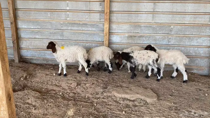 دواغير نعيم العدد 5 كلها رخال 4