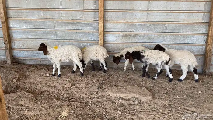 دواغير نعيم العدد 5 كلها رخال 6