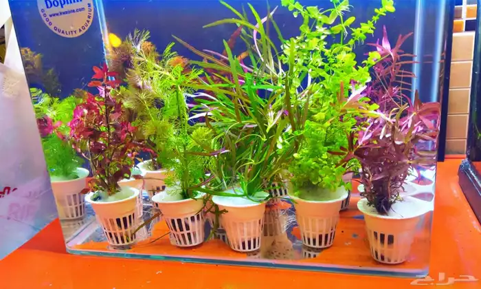 نباتات مائيه احواض سمك 4