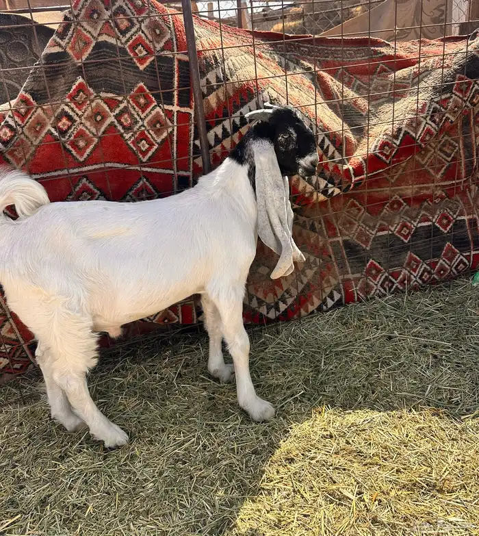 مشروع فحل طيب 1