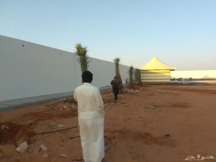 يوجد الدينا جميع انواع النخيل العربي ووشنطن 2