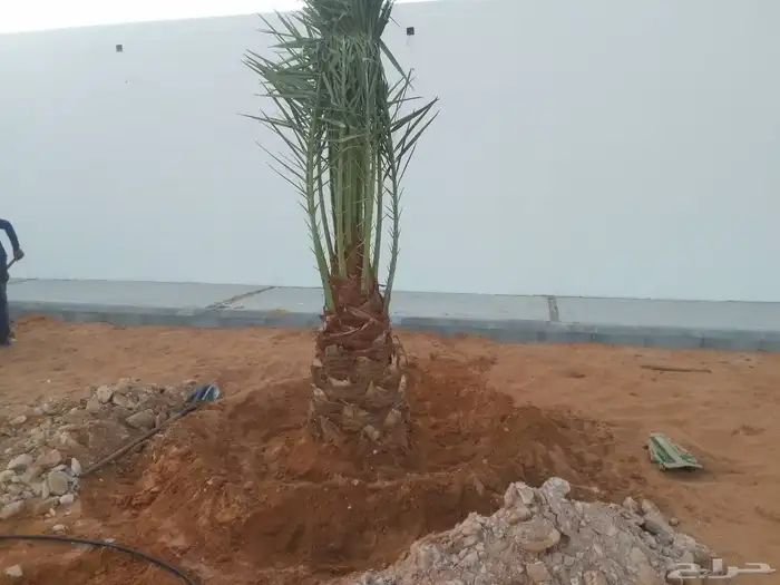 يوجد الدينا جميع انواع النخيل العربي ووشنطن 0