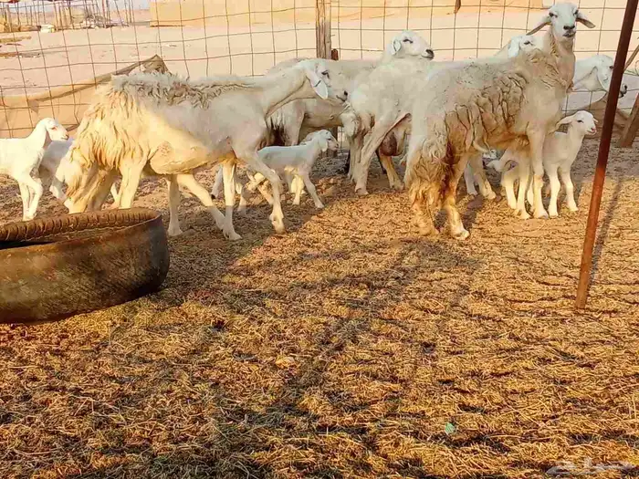 غنم خلفات 7 9