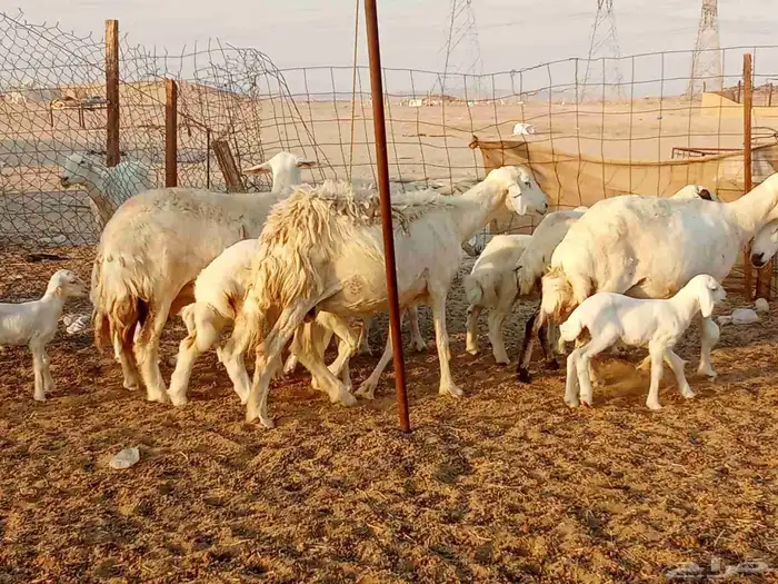 غنم خلفات 7 3