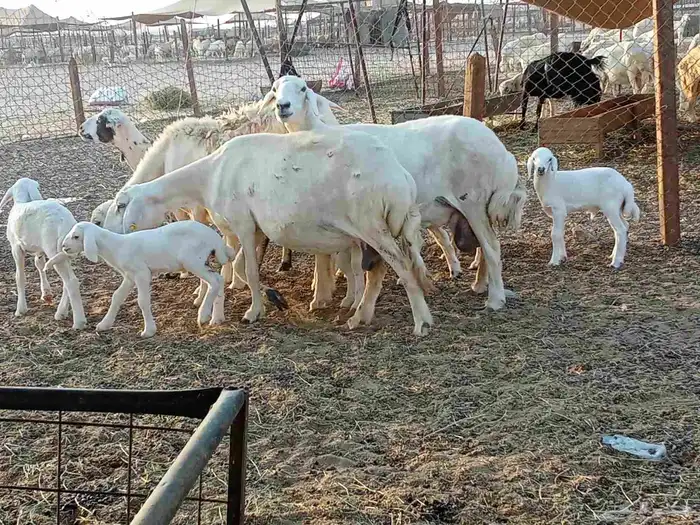 غنم خلفات 7 1