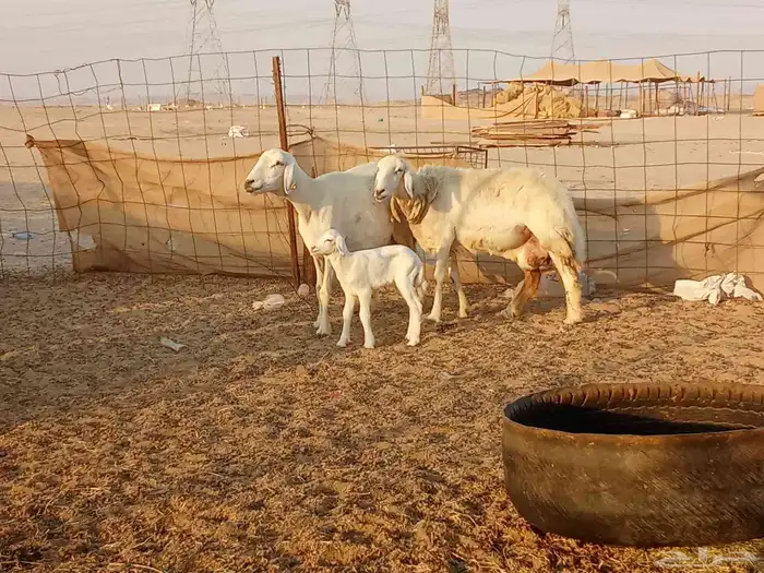 غنم خلفات 7 5