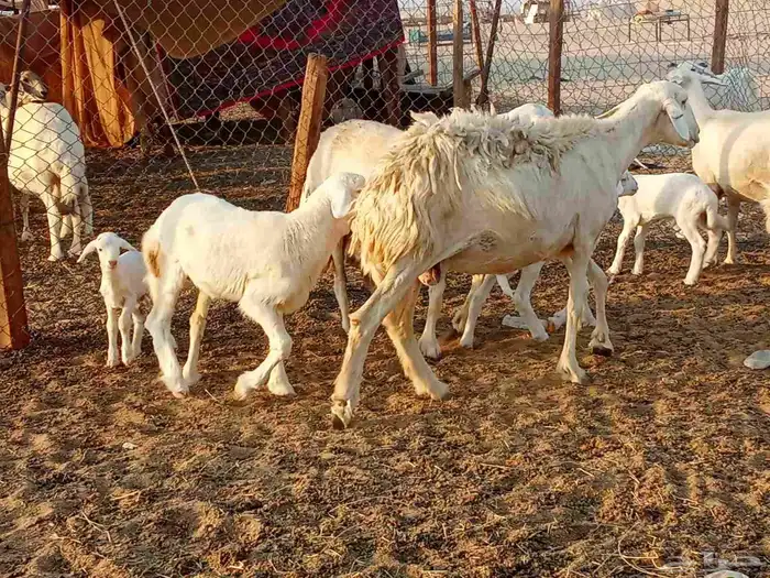 غنم خلفات 7 4