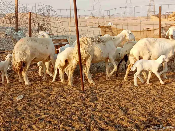 غنم خلفات 7 2