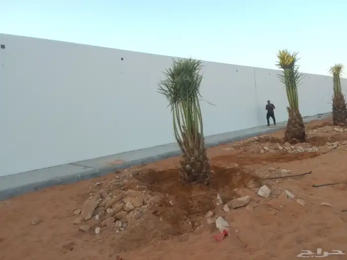 يوجد الدينا جميع انواع النخيل العربي ووشنطن 1