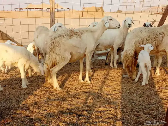 غنم خلفات 7 8