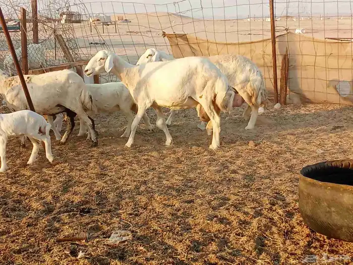 غنم خلفات 7 6