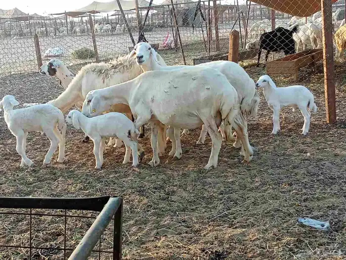 غنم خلفات 7 0