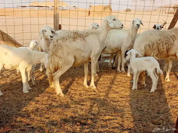 غنم خلفات 7 7