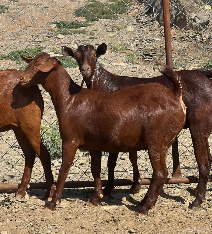 تأسيس مراح دهم الدهم 0