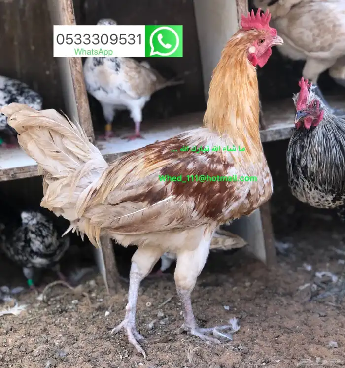 23 ديك بلدي عنيزة 10 شهور 5