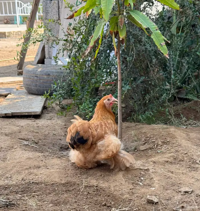 دجاج كوشن قزم 2