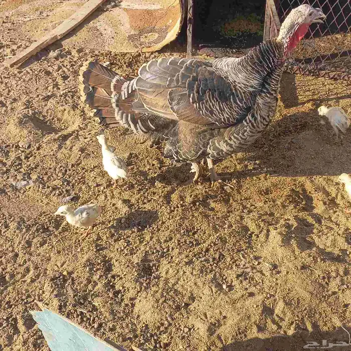 دجاجة رومي معها فروخها 1