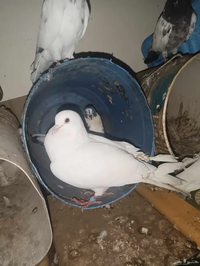 حمام زاجل باكستاني قطايف فرنسي كل الحمام راسلوني خاص انواع ا 2