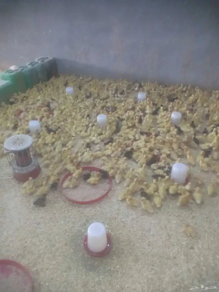 سوس بط بكيني 0