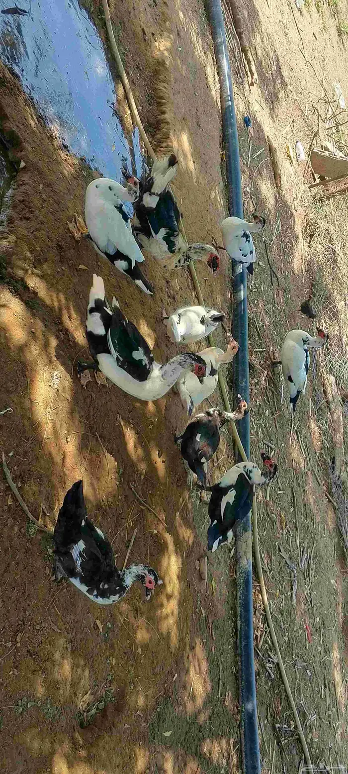 بسم الله ماشالله بط للبيع العدد 8 4