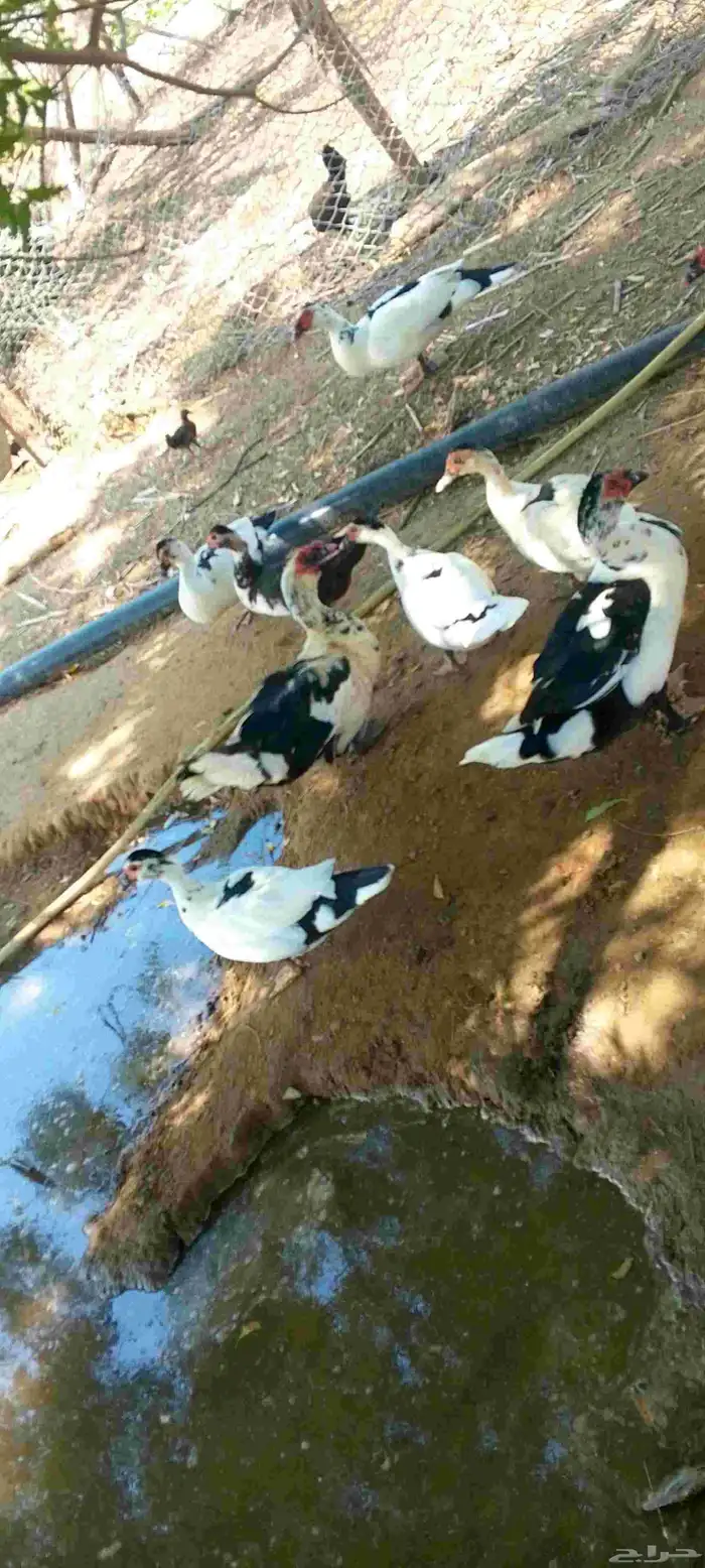 بسم الله ماشالله بط للبيع العدد 8 1