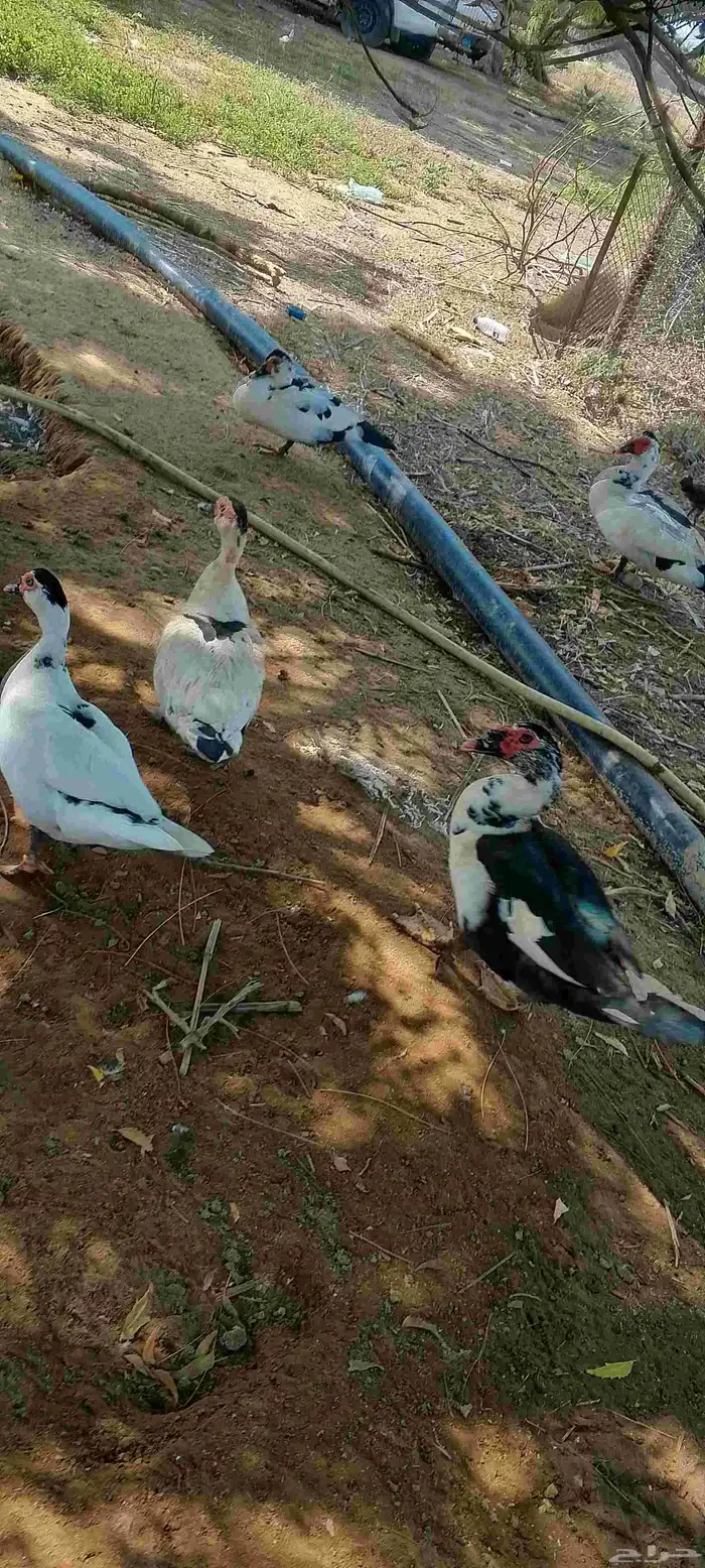 بسم الله ماشالله بط للبيع العدد 8 3