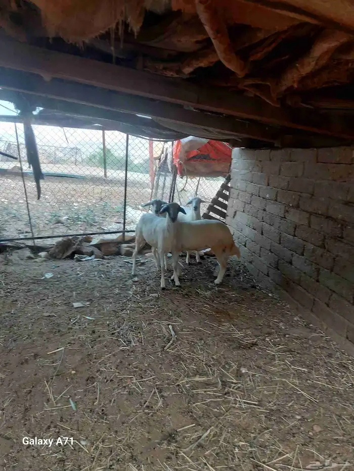 مشروع رخال مقانى 2