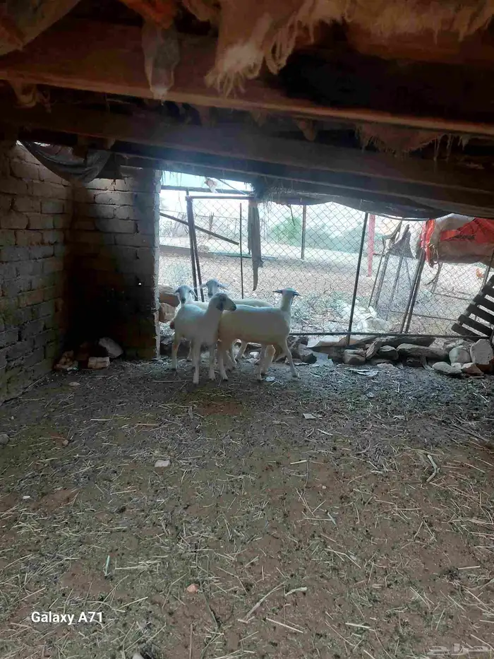 مشروع رخال مقانى 4