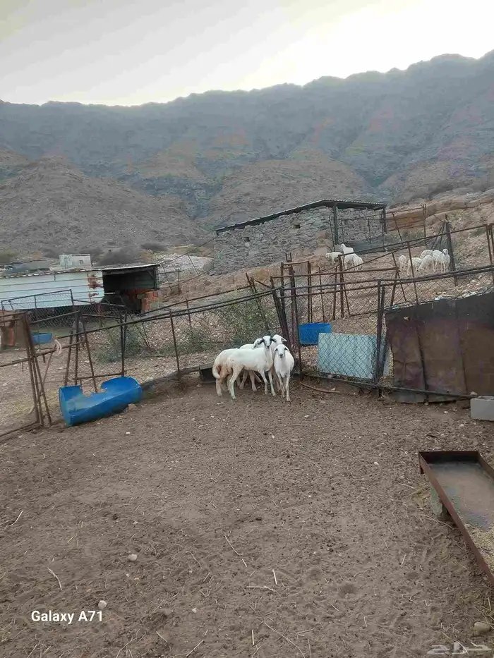 مشروع رخال مقانى 1