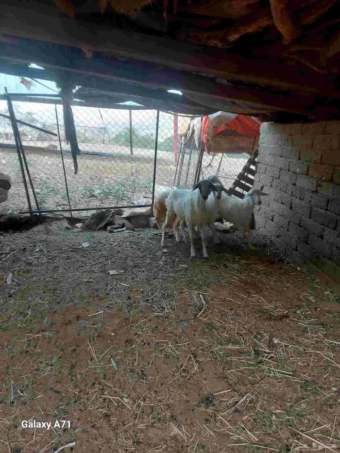 مشروع رخال مقانى 3