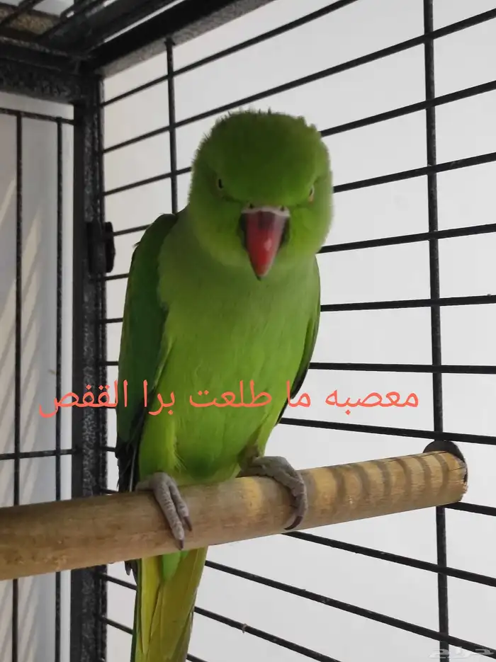 أنثى الدره 3