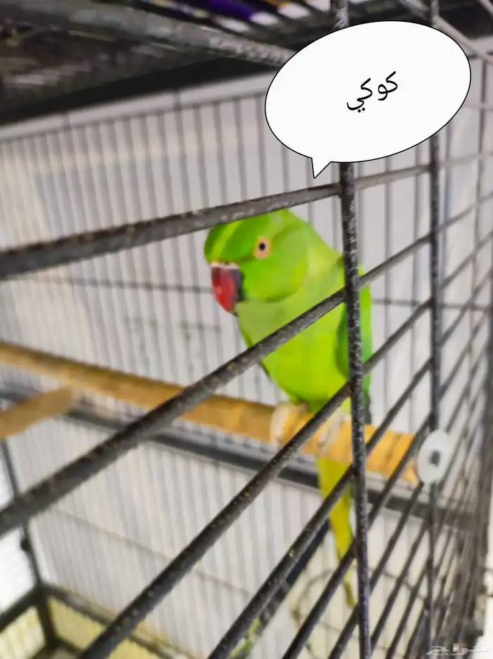 أنثى الدره 1