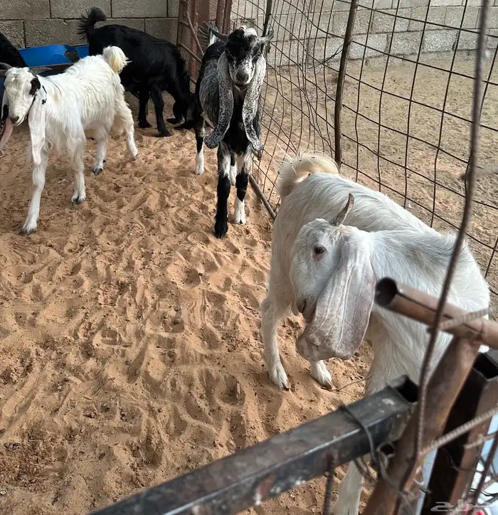 تيوس طيبات للبيع 1