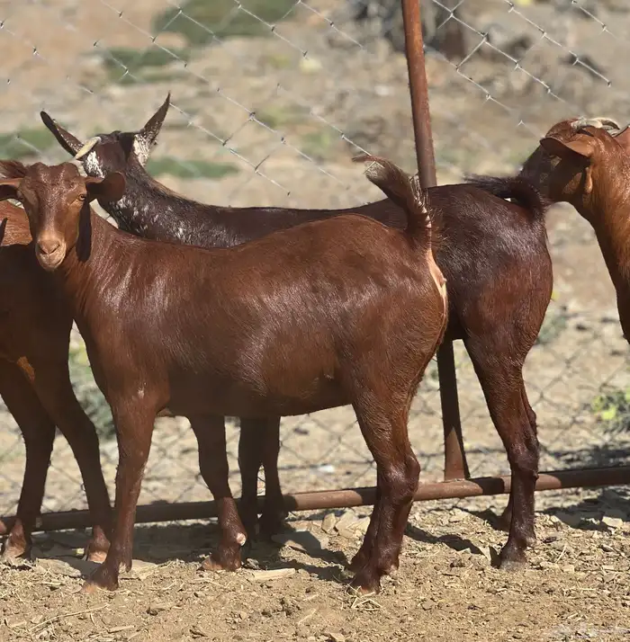 تأسيس مراح دهم الدهم 4