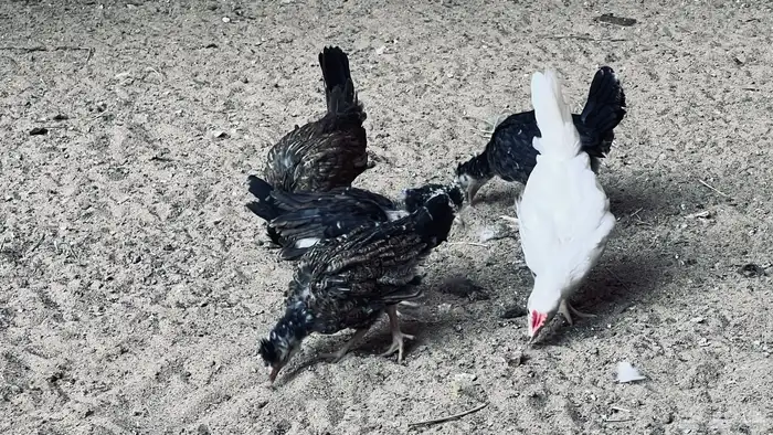 دجاج عربي افرق ب170 للبيع في بيشة 4