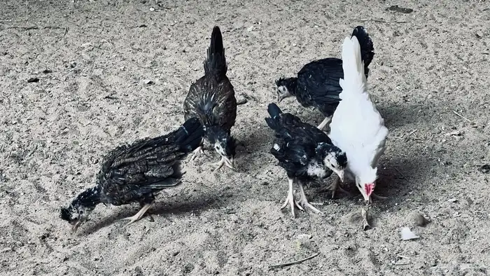 دجاج عربي افرق ب170 للبيع في بيشة 6