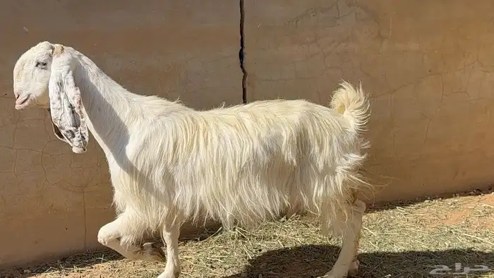 عنز مطوره تامه عاقر 2